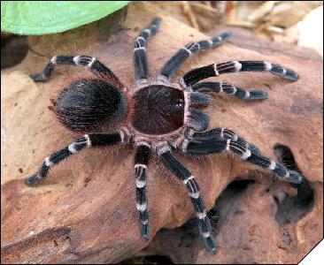 Acanthoscurria brocklehursti