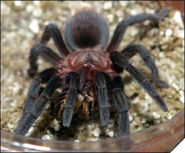 Aphonopelma anax