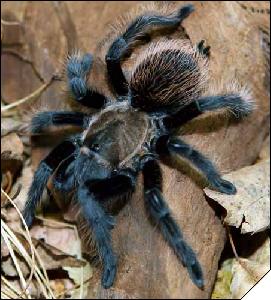 Brachypelma verdezi