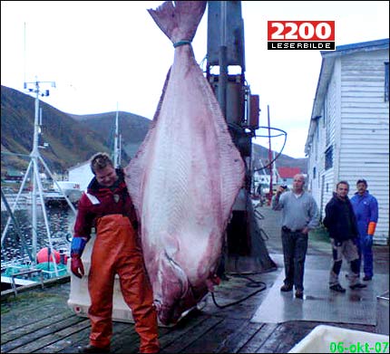 Biggest halibut caught in the nother Norway
