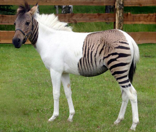 zorse-1.jpg