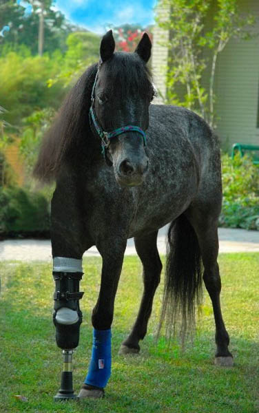 Molly - the hurricane pony