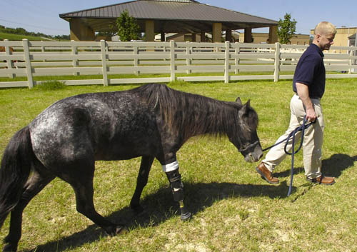 Molly - the hurricane pony