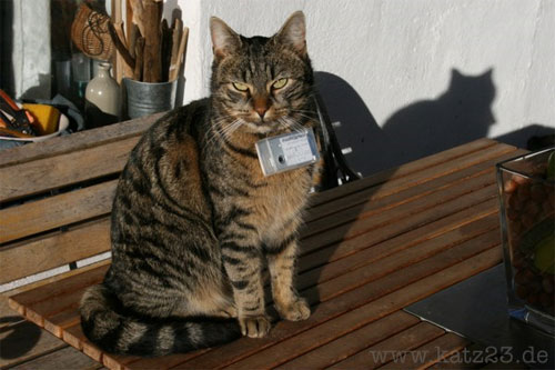 Fritz - photographer cat
