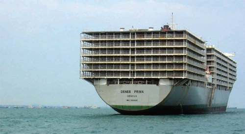 Stella Deneb - largest livestock carrier