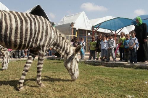 Gaza Zoo Zebras
