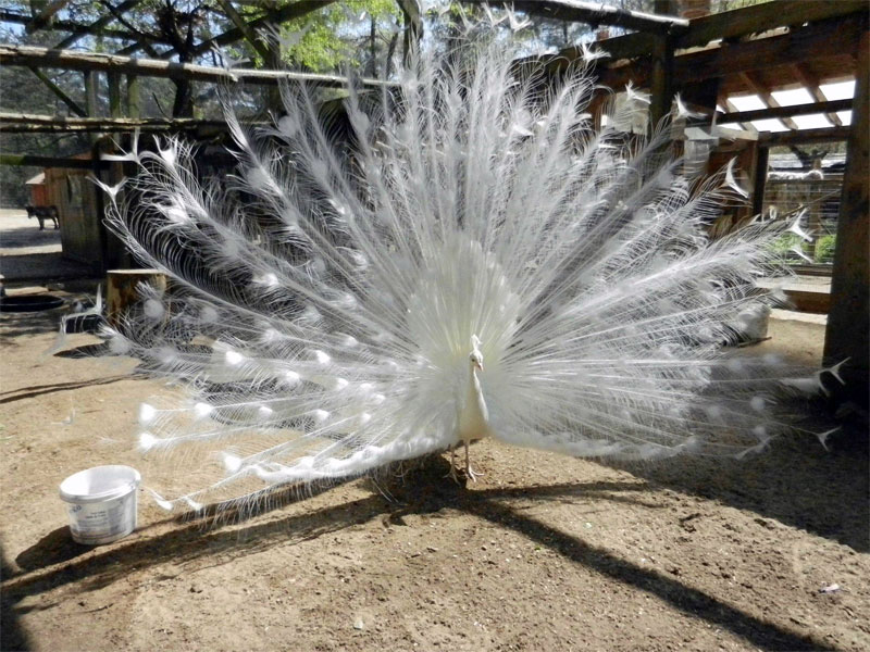 And this is how the real albino peacock looks like (for comparison purposes)