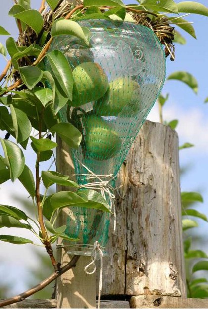 real pears inside the liquor bottle