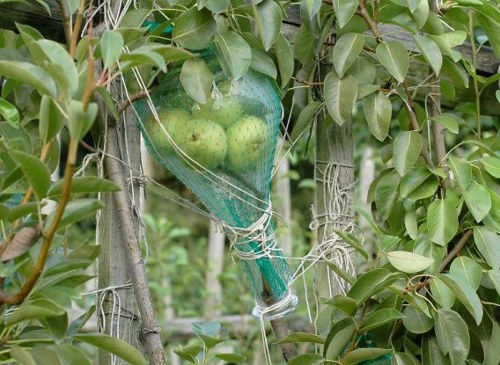 real pears inside the liquor bottle