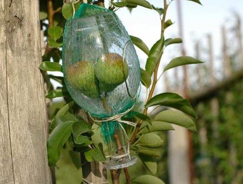 real pears inside the liquor bottle