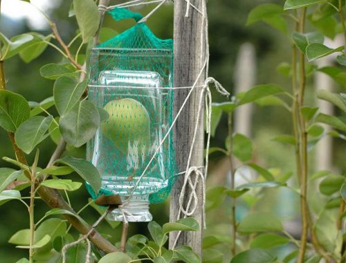 real pears inside the liquor bottle