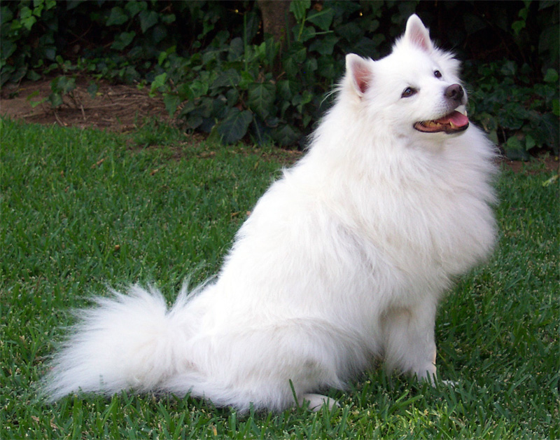 Albinism In Dogs