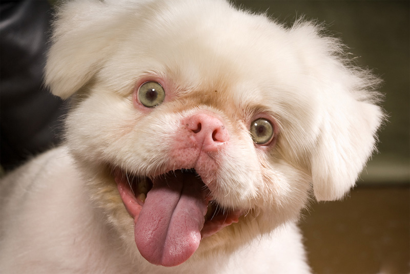 real-albino-dog.jpg