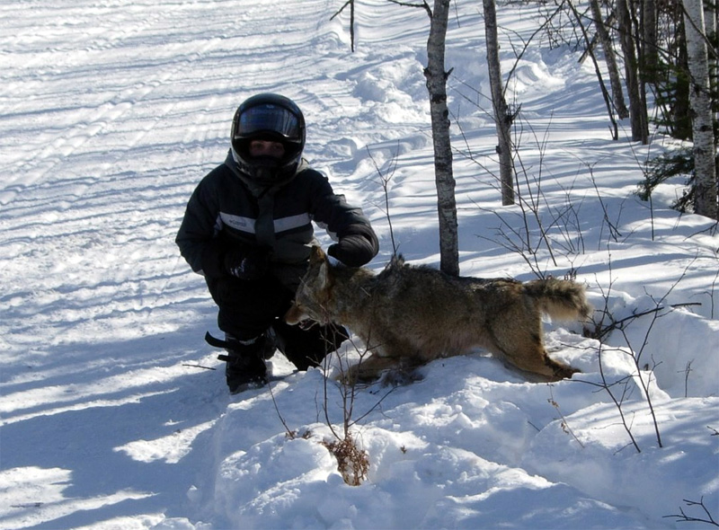 Russia breeding foxes triats