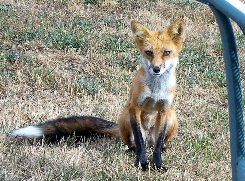 tame foxes