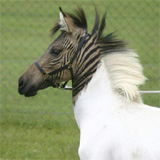 Zorse