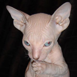 albcat