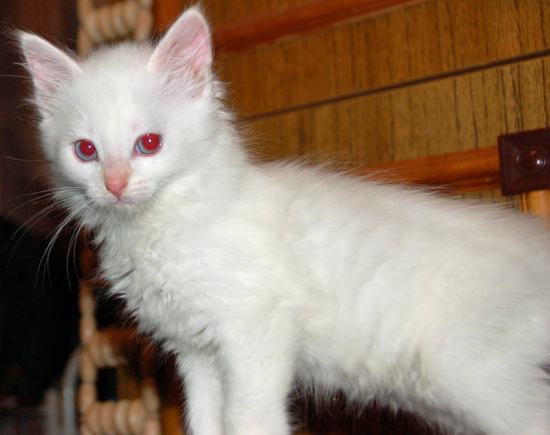 albino cat