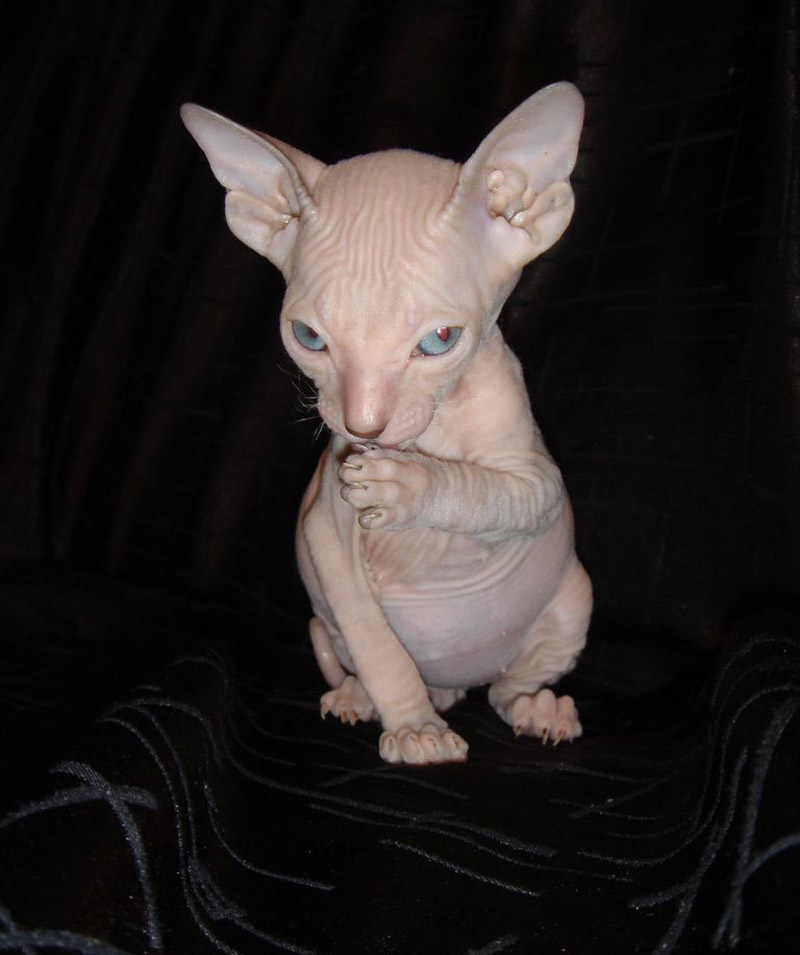 albino cat