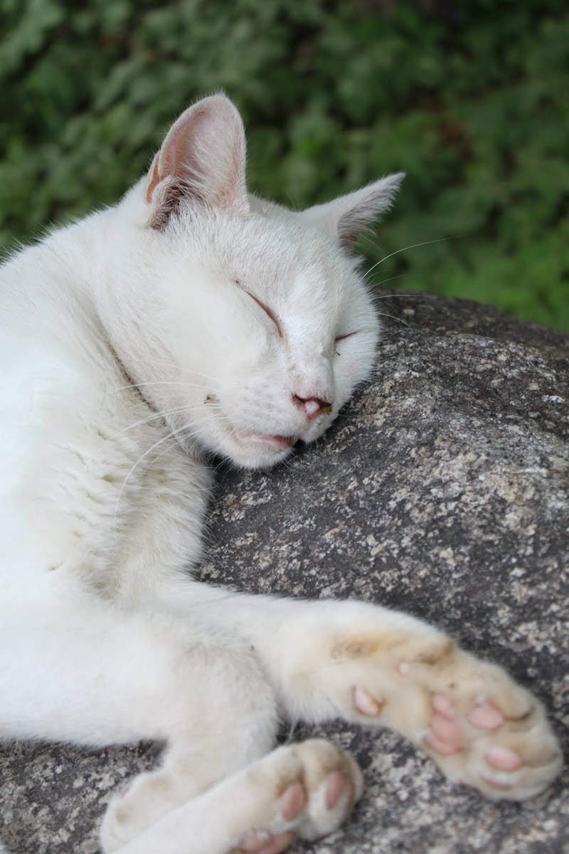 albino cat