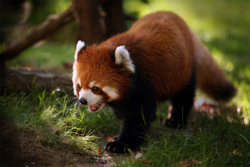 Red panda a.k.a. Firefox