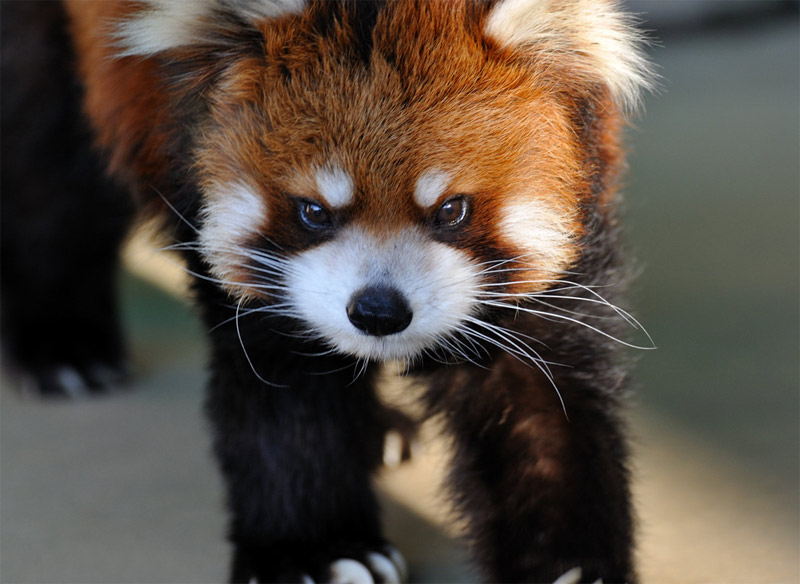 Red panda with an angry face