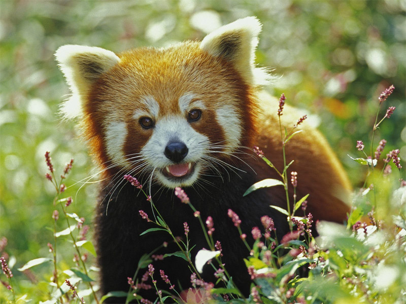 Red panda behind the tall grass