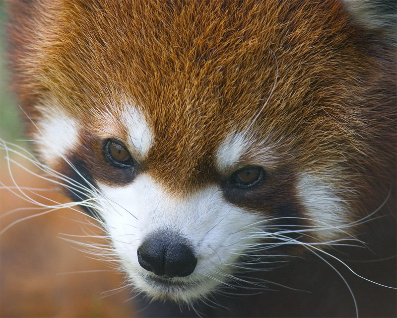 Red panda face close-up