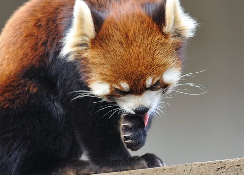 Red panda licking its paw