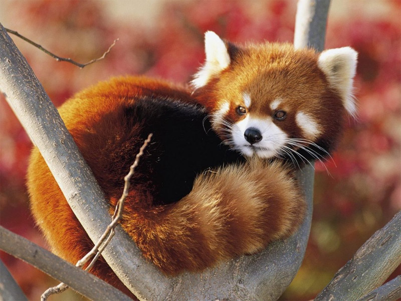 Red panda on the tree branch