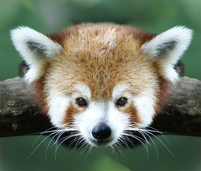 Red panda hanging on the tree branch smiling