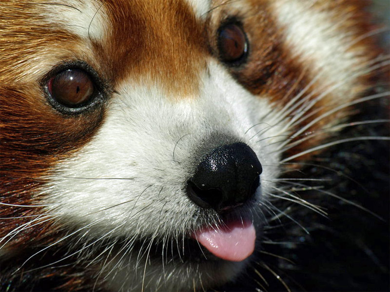 Red panda showing its tongue, close-up shot