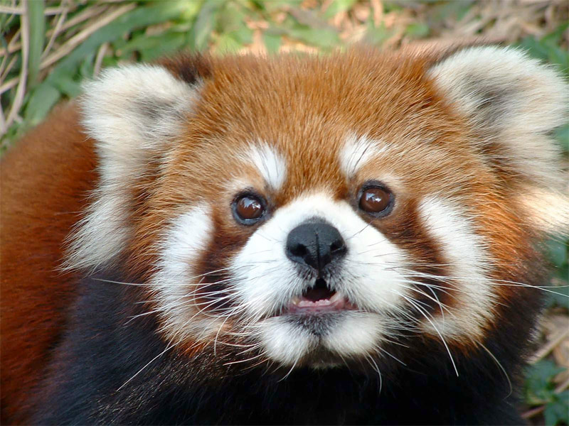Red panda is scared
