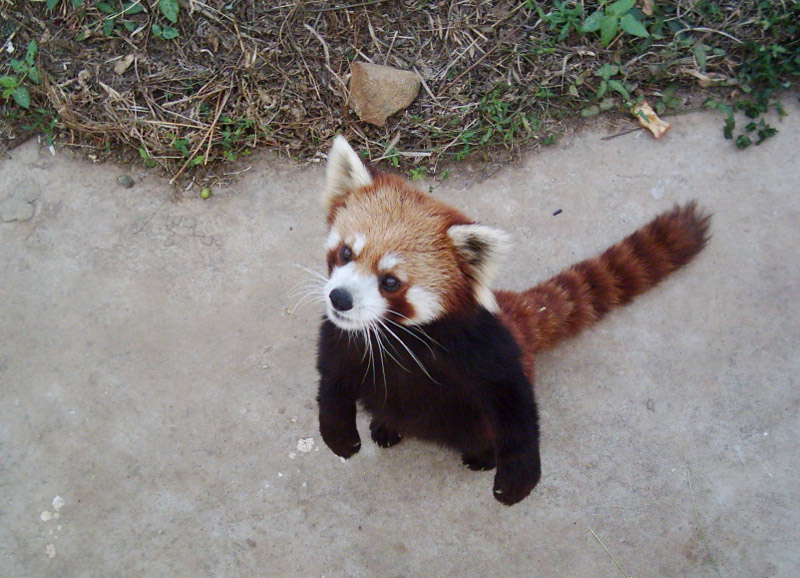 Red panda is standing on its hind legs