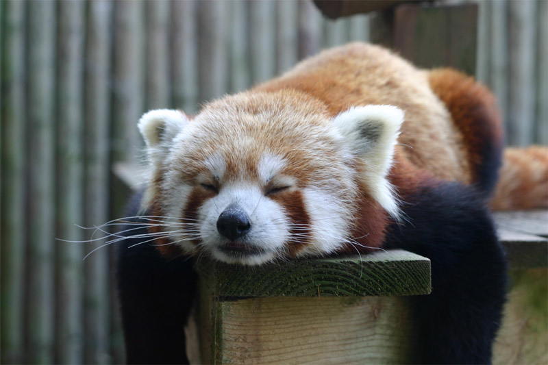 Red panda is sleeping on the wooden handrail