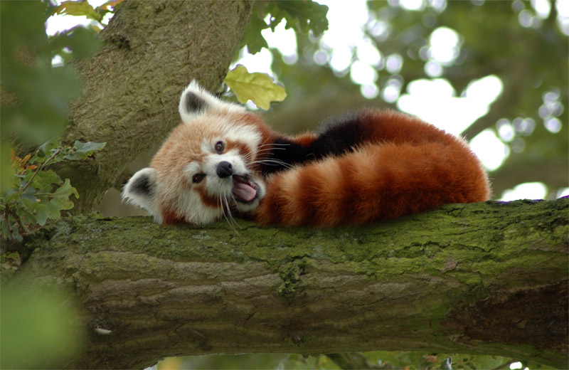 Red panda is lying on the tree branch curled-up and yawning