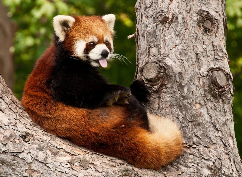 Red panda showing tongue on the tree