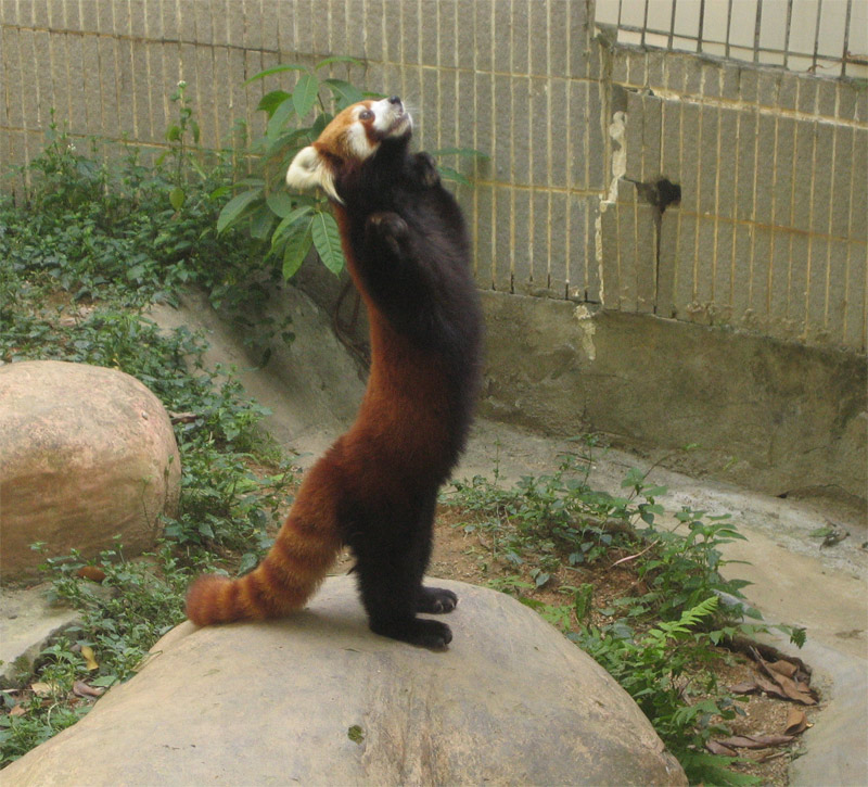 Red panda is standing on its hind legs stretching with its front paws on its chest