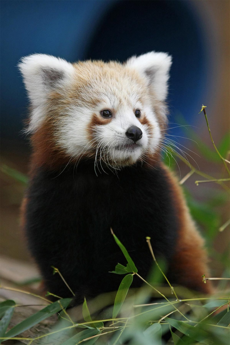 Red panda portrait