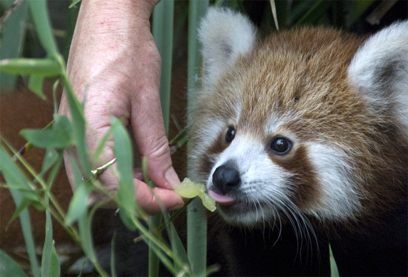 Red panda eating fruit