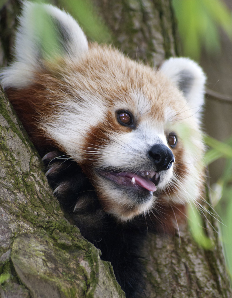 Red panda with its tongue stretched out close-up shot