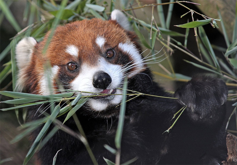 Red panda caught eating bamboo leaves