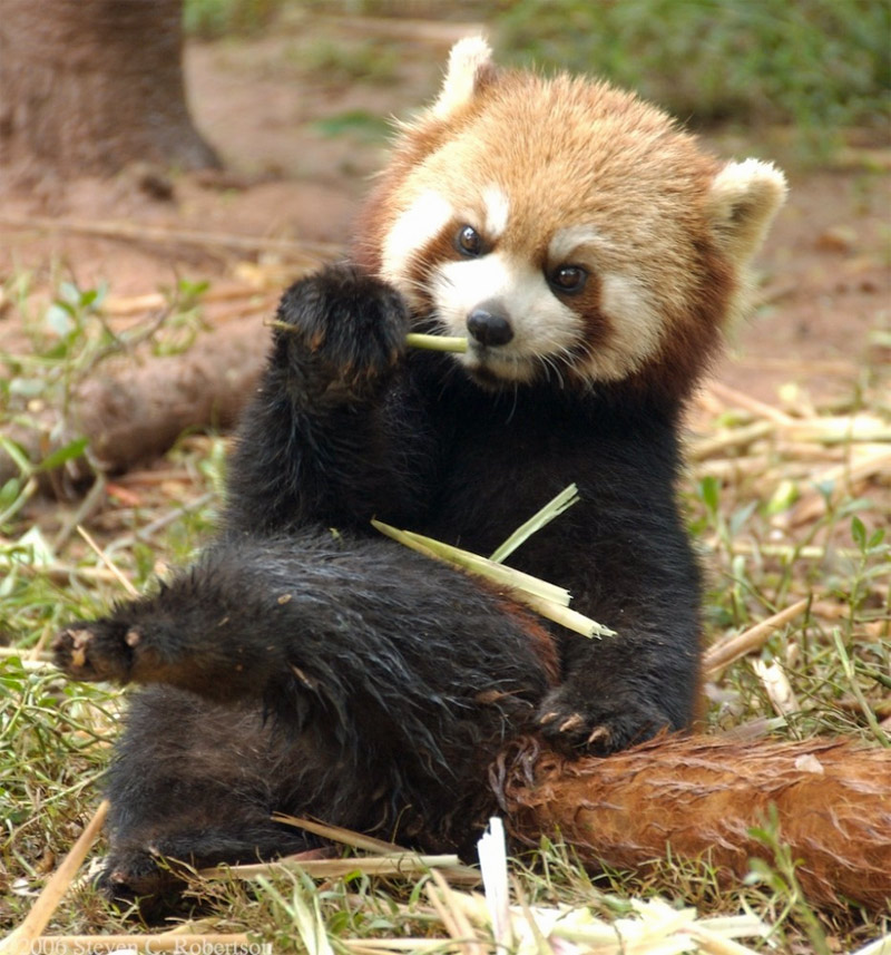 Red panda is sitting like a human and eating bamboo shoots