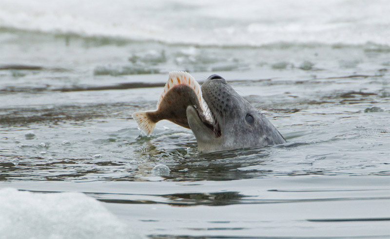 Seal has caught a flounder
