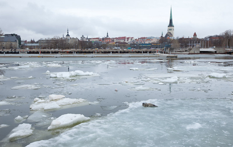 Seal in the Tallinn Bay