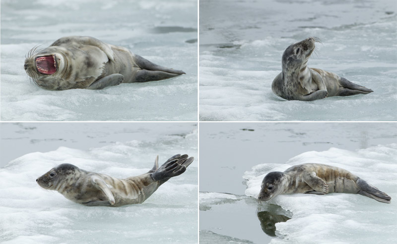 Seal on the ice of Admiralty Basin