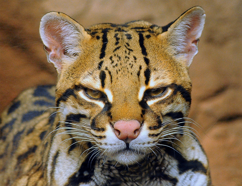 angry ocelot