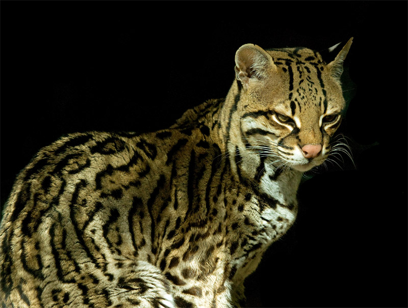 awesome ocelot