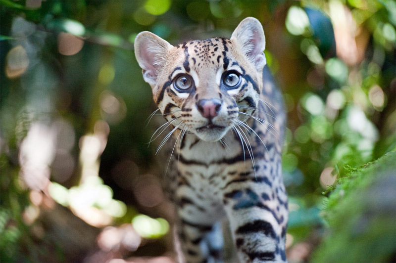 curious ocelot