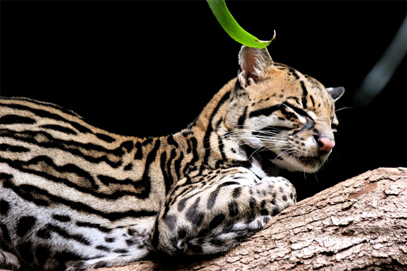 lazy ocelot